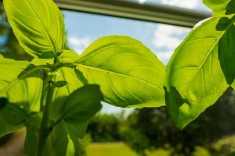 Green Basil Foto stock