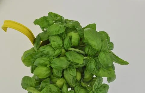 Green basil Stock Photos