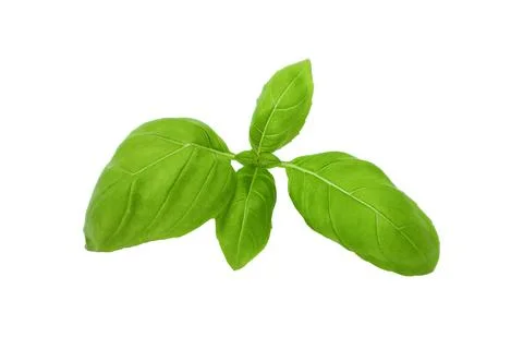 Green basil sprig isolated on white background Stock Photos