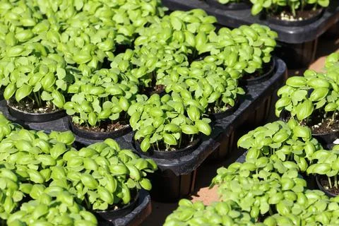 Green basil sprout Stock Photos