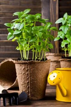 Green basil sprouts Stock Photos