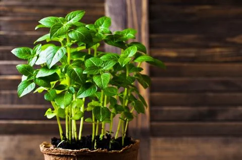 Green basil sprouts Stock Photos