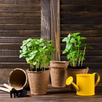 Green basil sprouts Stock Photos