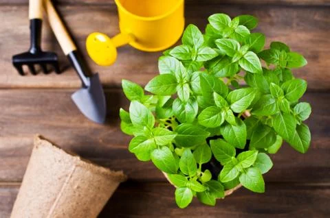 Green basil sprouts Stock Photos