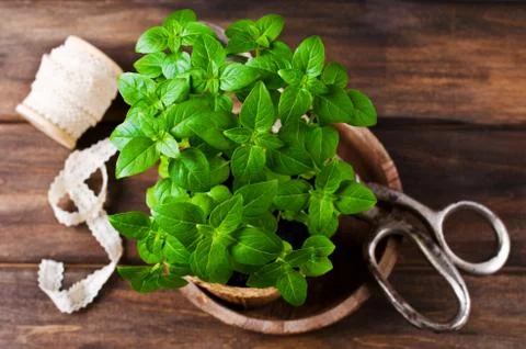 Green basil sprouts Stock Photos