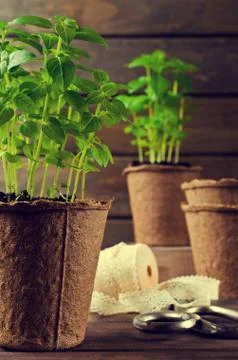 Green basil sprouts Stock Photos