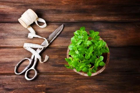 Green basil sprouts Stock Photos