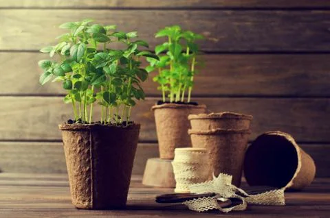 Green basil sprouts Stock Photos