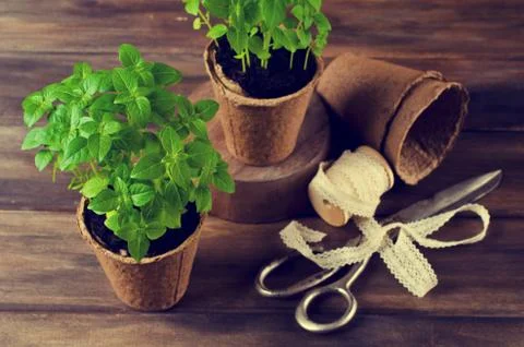 Green basil sprouts Stock Photos