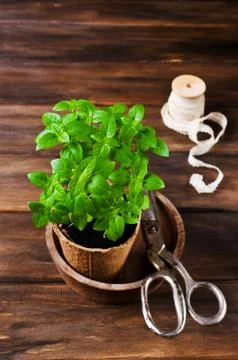 Green basil sprouts Stock Photos