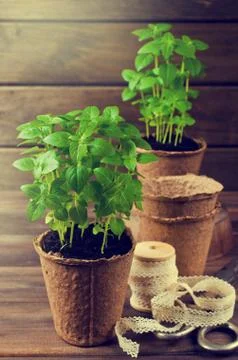 Green basil sprouts Stock Photos