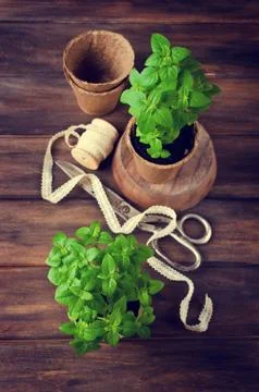 Green basil sprouts Stock Photos