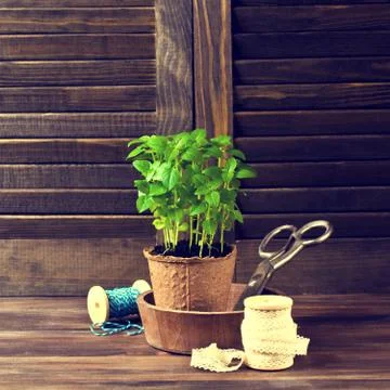 Green basil sprouts Foto stock