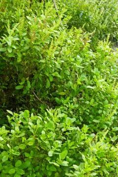 Green basil tree for cooking Stock Photos