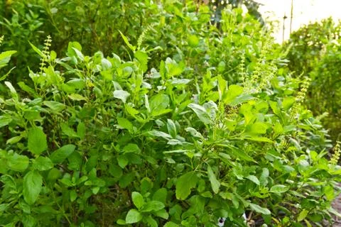 Green basil tree for cooking Stock Photos