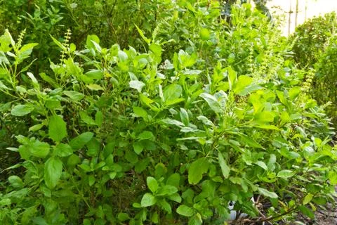 Green basil tree for cooking Stock Photos
