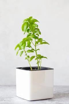 Green basil in a white cube pot. A potted basil plant. Kitchen herb plants. M Stock Photos