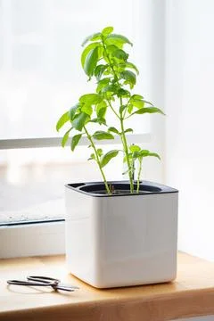 Green basil in a white cube pot. A potted basil plant. Kitchen herb plants. M Stock Photos