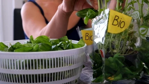 Green Basilic bio organic Stock Footage