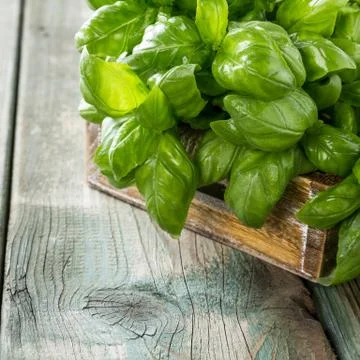 Green basilic leaves 스톡 사진