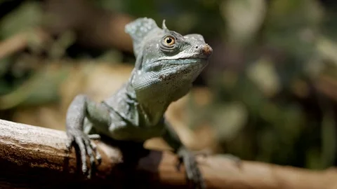 Green Basilisk Video stock 74877665