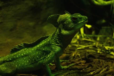 Green Basilisk Lizard Foto stock