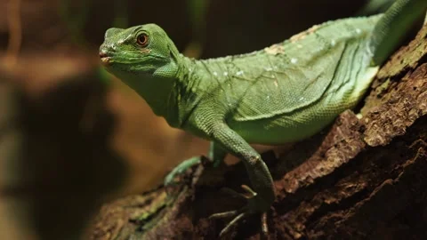 Green basilisk lizard resting on textured tree trunk Stock Footage 343233067