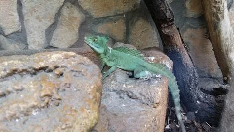 Green basilisk lizard on a rock Stock Photos
