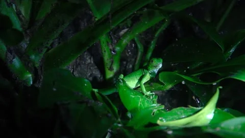 Green Basilisk lizard spotted on a night tour in Tortuguero, Costa Rica Vidéo 164302078