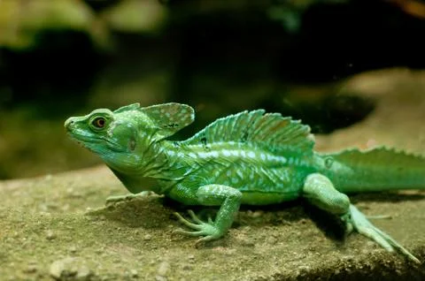 Green basilisk Stock Photos