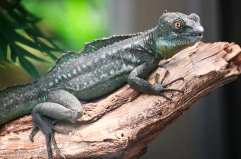 Green basilisk Stock Photos