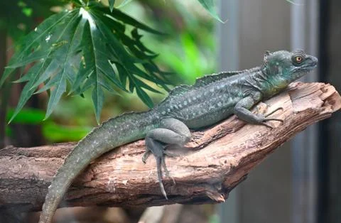 Green basilisk Stock Photos