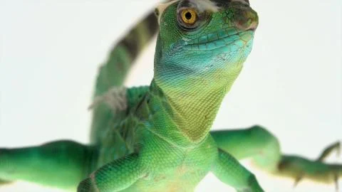 Green basilisks or Basiliscus basiliscus Stock Photos