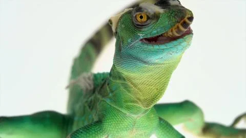 Green basilisks or Basiliscus basiliscus Stock Photos