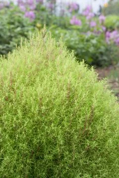 Green bassia scopari Stock Photos