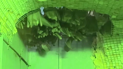 A green bat cage with bats hanging from the ceiling Stock Footage 270742844