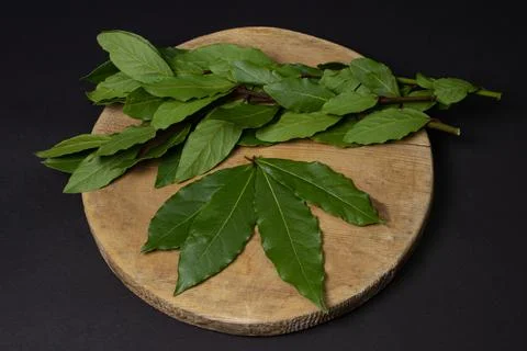 Green bay leaf on a black background. Stock Photos