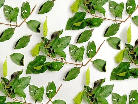 Green Bay Leaves Pattern On White Background Foto stock