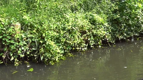 Green Beach Stock Footage 91607144