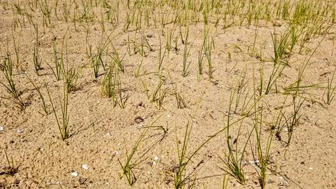 Green beach grass sprouting in dry sand with seashell fragments Stock Photos