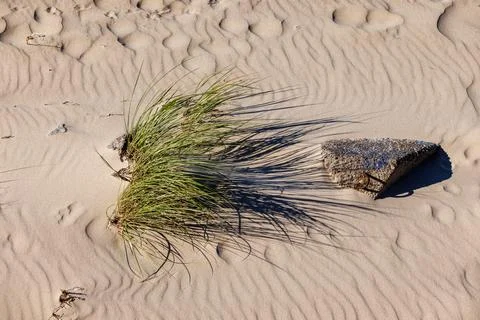 Green beach grass tuft casting long shadows on a textured sandy dune near a.. Stock Photos