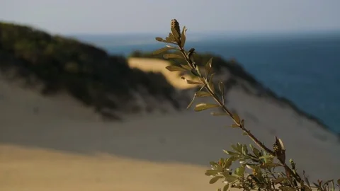Green Beach Shrub Fruit, Qld Island, Australia Stock Footage 107280799