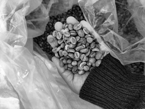 Green bean 1 Stock Photos