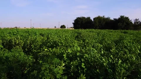 Green bean farm Stock Footage 273853737