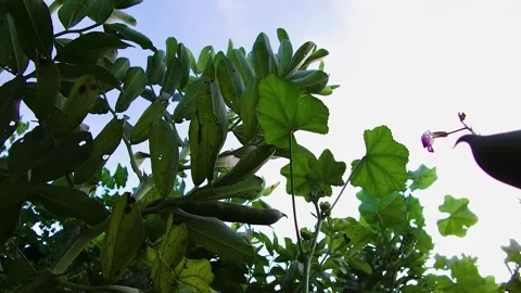 Green bean farm1 Stock Footage 273857701