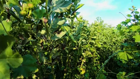 Green bean farm15 Stock Footage 273933938