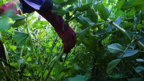 Green bean farm17 Stock Footage 273936603