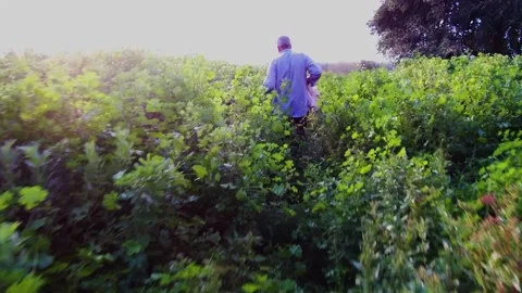 Green bean farm19 Stock Footage 273938735