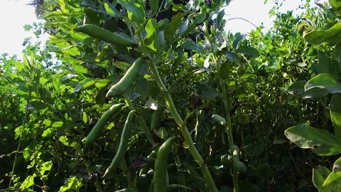 Green bean farm3 Stock Footage 273858609