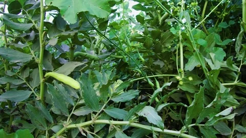 Green bean farm4 Stock Footage 273859332